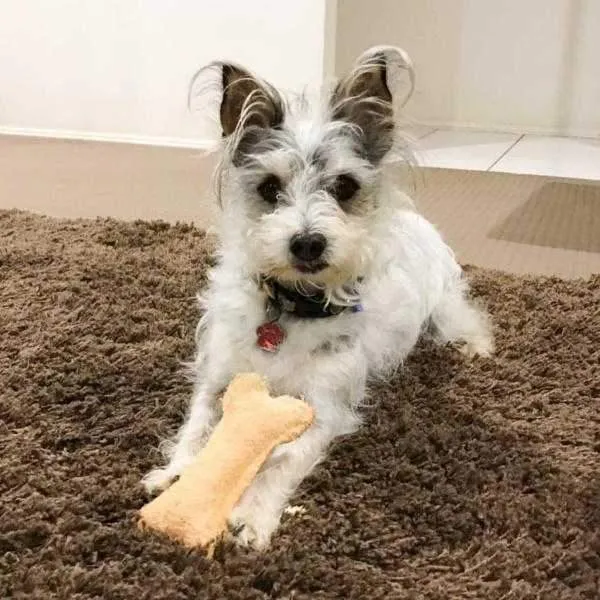 Dental Bone Toy - Loofah Medium