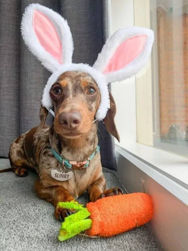 Dental Carrot Toy - Loofah